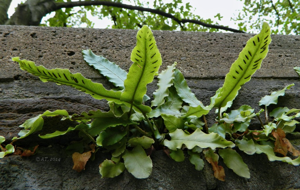 Изображение особи Phyllitis scolopendrium.