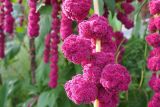 Amaranthus caudatus