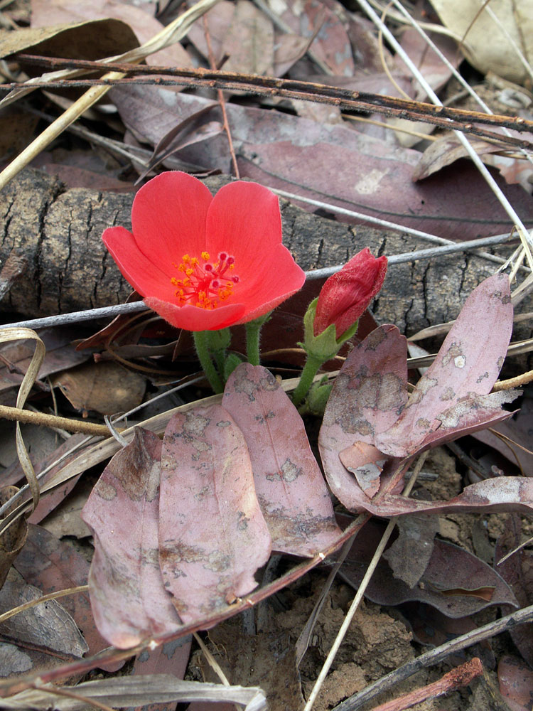 Image of Hibiscus rhodanthus specimen.