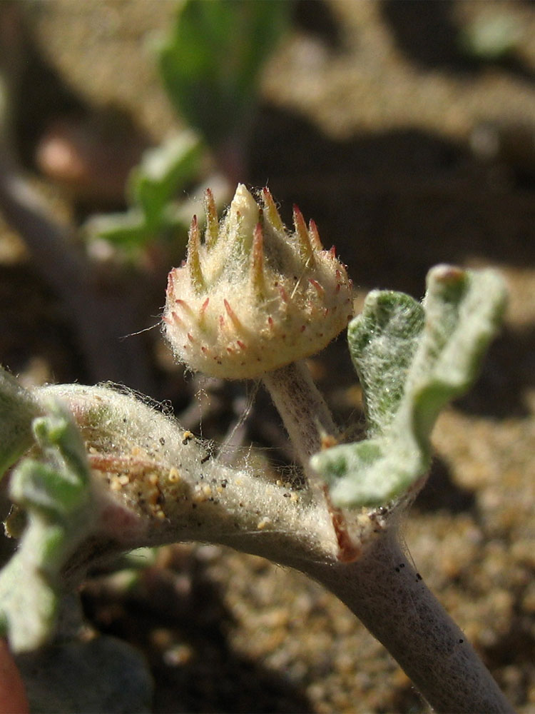 Image of Neurada procumbens specimen.