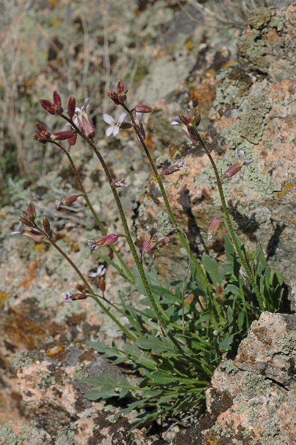 Изображение особи Parrya longicarpa.