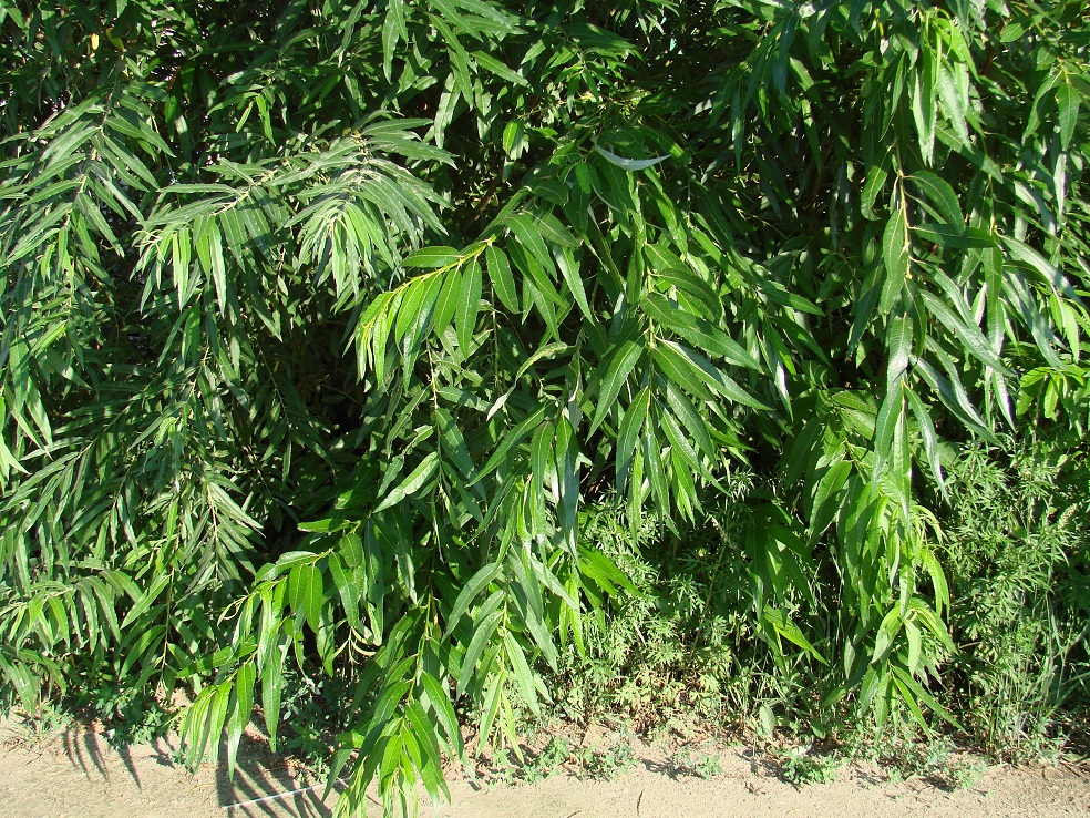 Image of Salix gmelinii specimen.