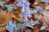 Corydalis ornata. Соцветия. Приморский край, Уссурийский р-н, дубовый лес. 26.04.2008.