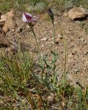 Tragopogon marginifolius