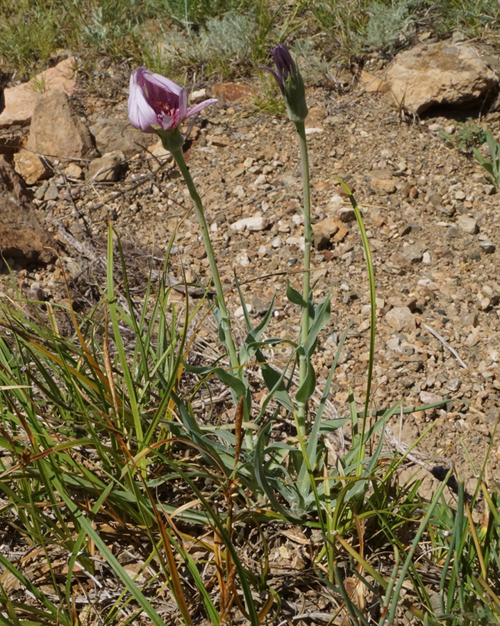 Image of Tragopogon marginifolius specimen.