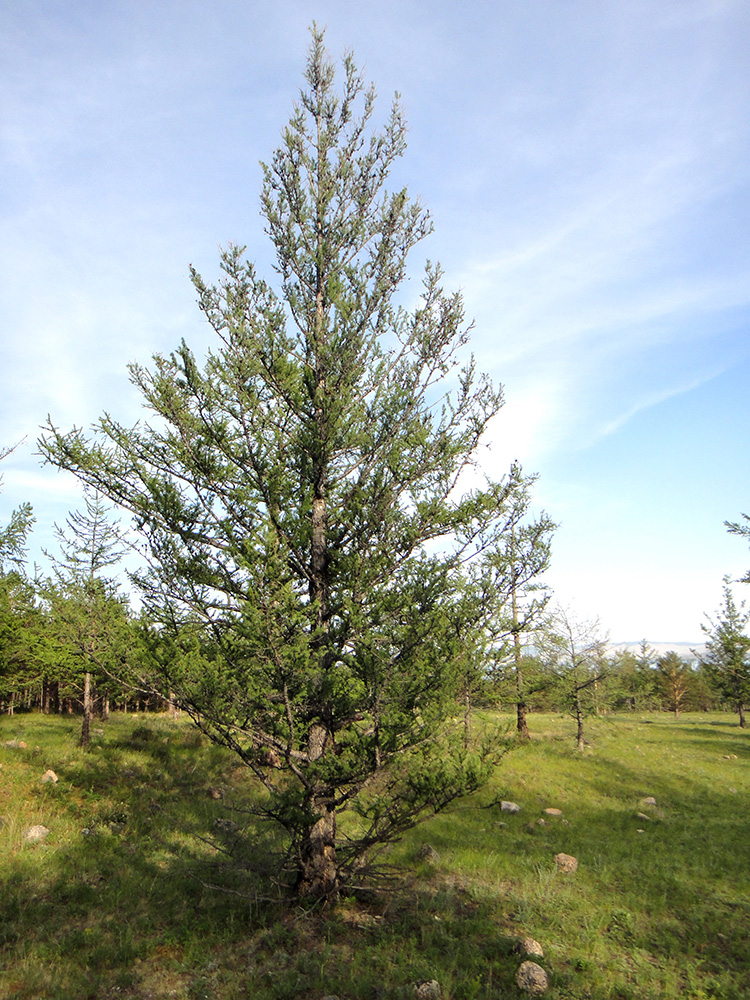 Изображение особи Larix sibirica.