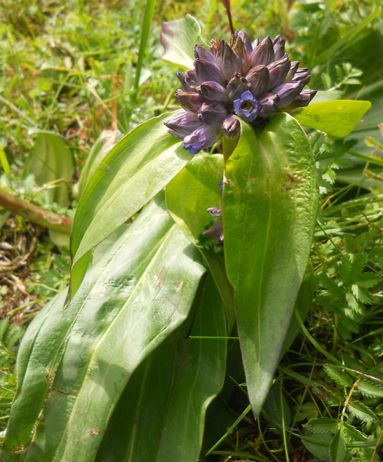 Изображение особи Gentiana macrophylla.