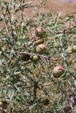 Pyrus regelii. Ветви с плодами. Южный Казахстан, горы Алатау (Даубаба), ущелье левого безымянного притока ручья Улькен-Сарымсаксай. 15.08.2014.