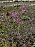 Rhododendron canadense. Цветущее растение. Иркутск, Ботанический сад ИГУ, малый дендрарий, верещатник. 30.05.2014.