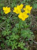 Trollius uncinatus