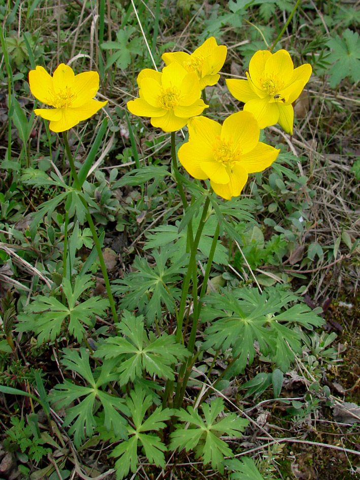 Изображение особи Trollius uncinatus.