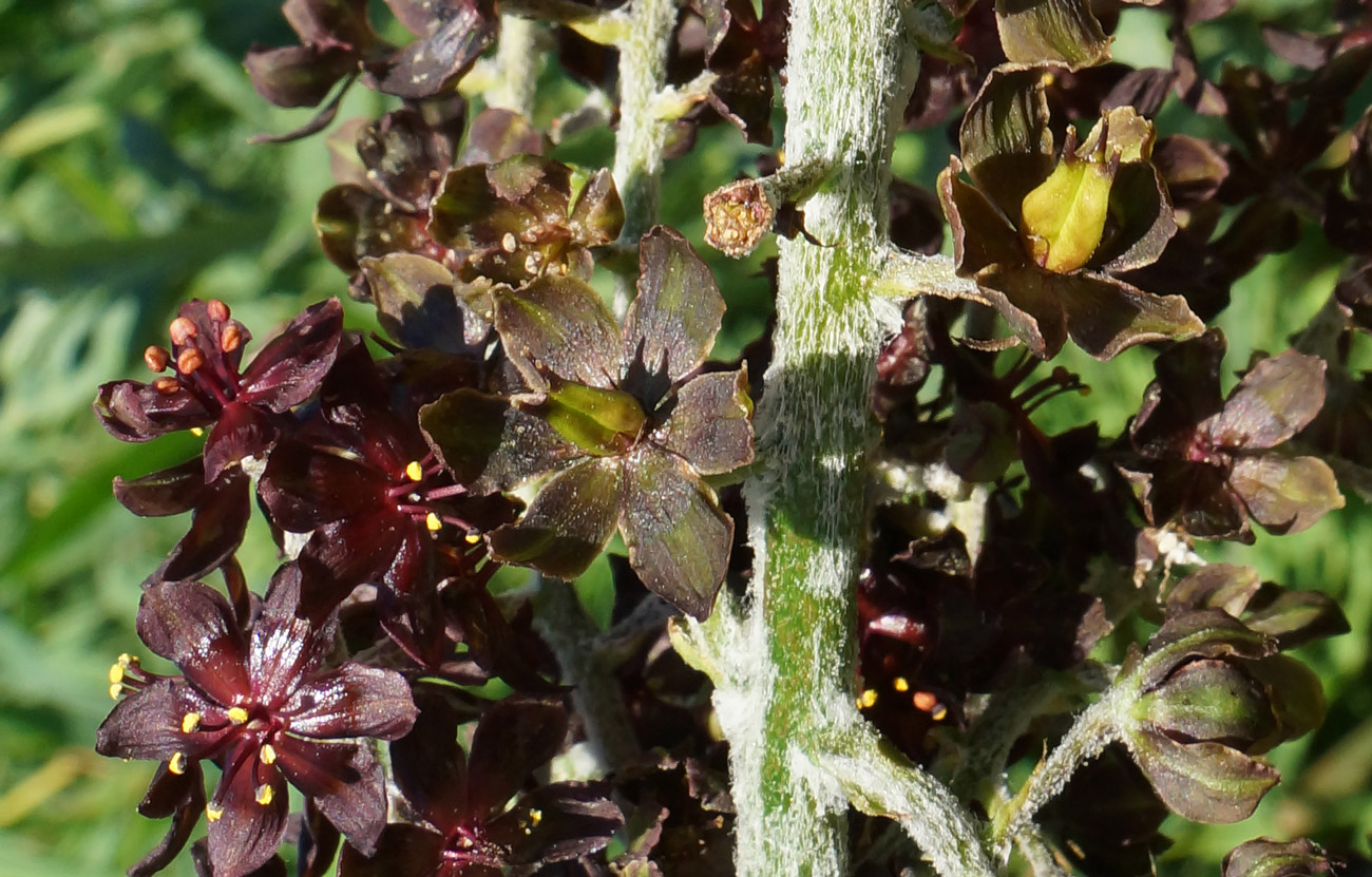 Изображение особи Veratrum nigrum.