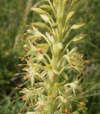 Eremurus altaicus