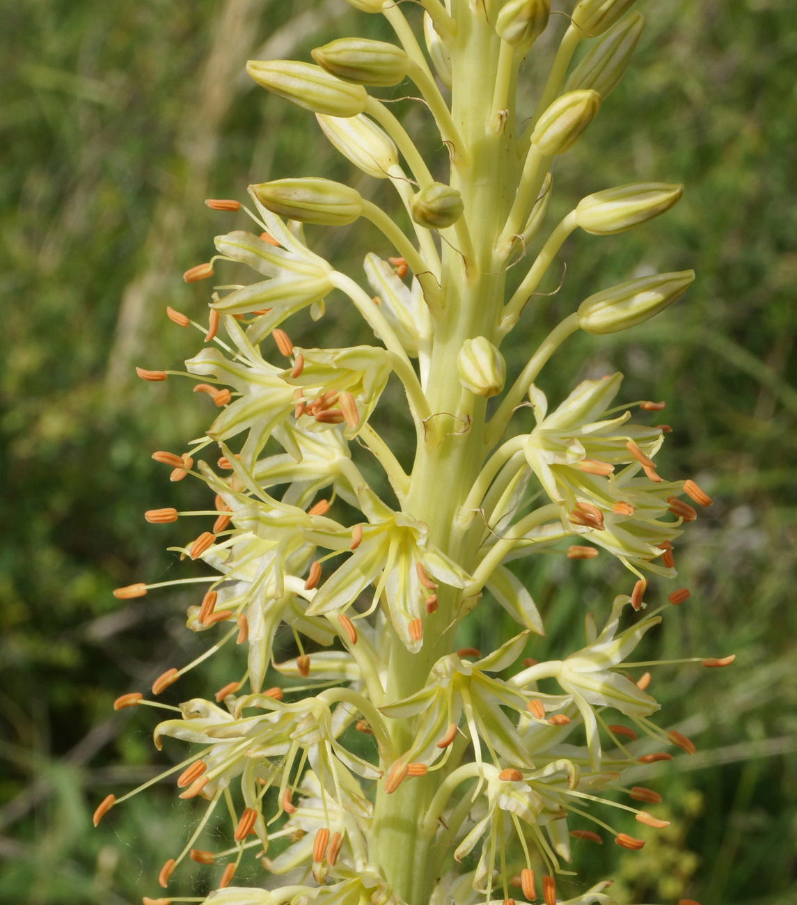 Image of Eremurus altaicus specimen.