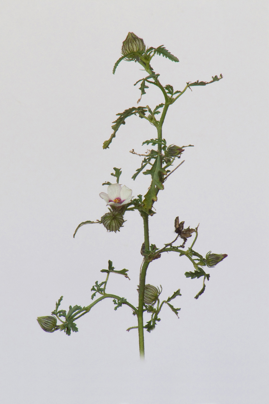 Image of Hibiscus trionum specimen.