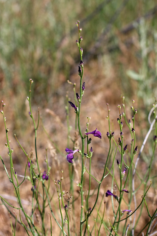 Image of Dodartia orientalis specimen.
