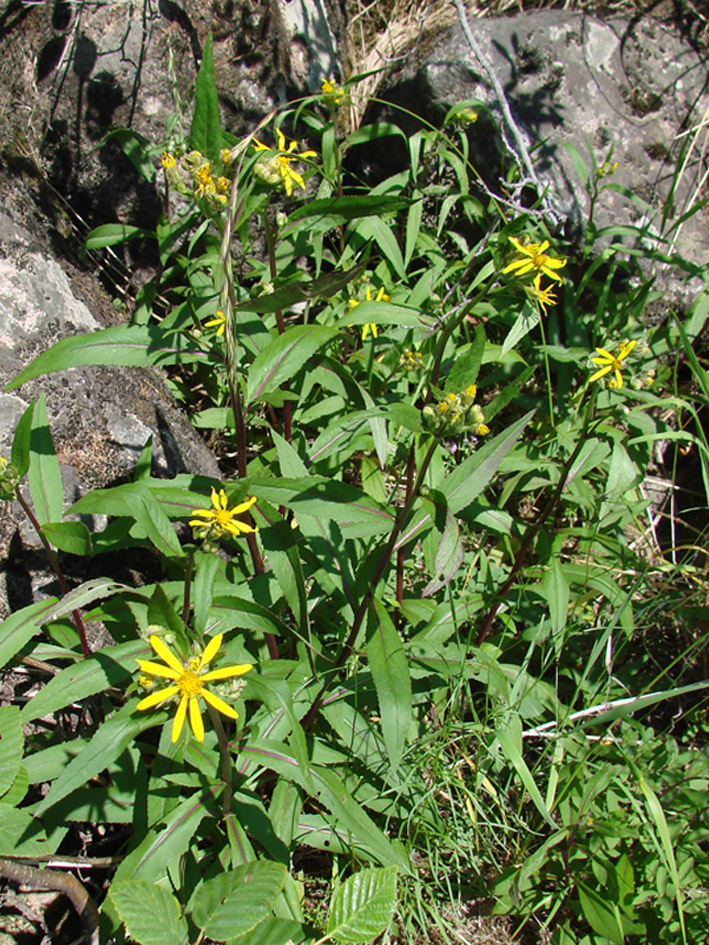 Image of Senecio nemorensis specimen.