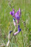 Oxytropis uralensis. Соцветие. Ульяновская обл., Карсунский р-н, окр. с. Малая Кандарать, склон к р. Кандаратка, мергелисто-меловые выходы. 13 июня 2015 г.