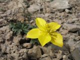 Anemone gortschakowii