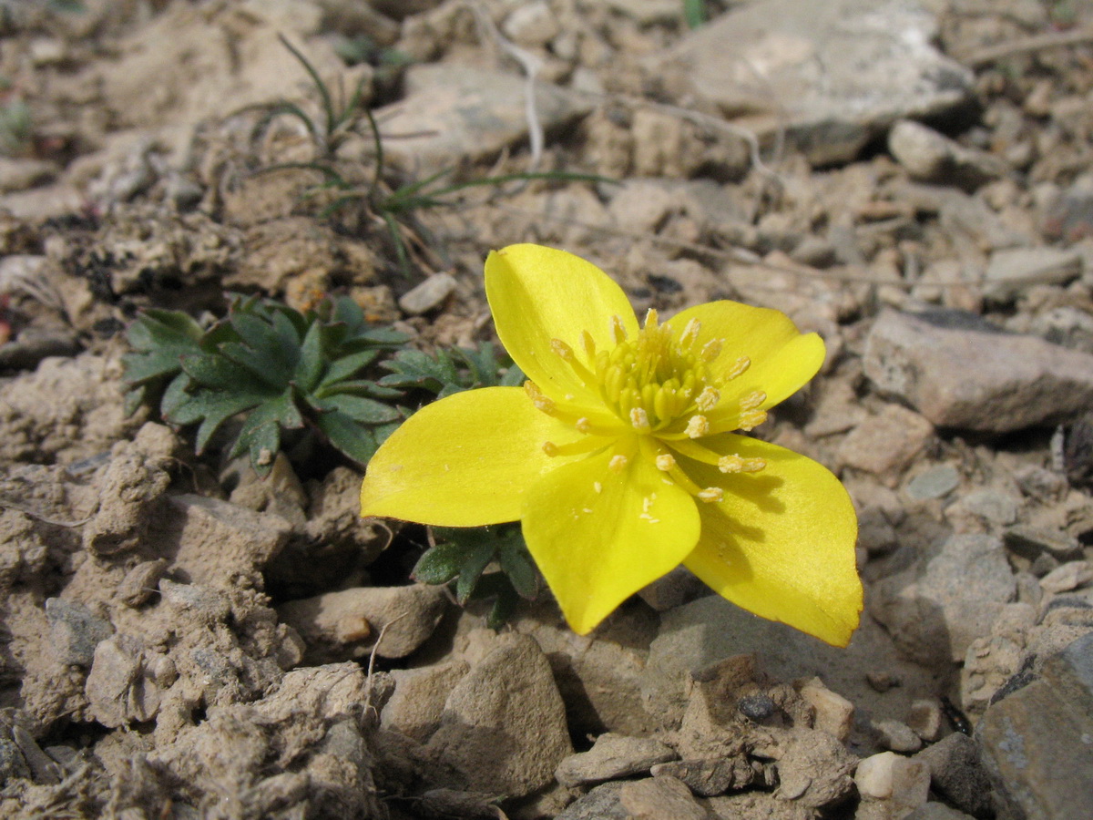 Image of Anemone gortschakowii specimen.