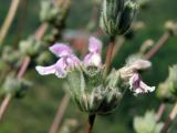 Phlomoides brachystegia. Цветочная мутовка крупным планом. Узбекистан, Ташкентская обл., Бостанлыкский р-н, склон Угамского хребта в окр. санатория \"Хумсан\". 01.06.2008.