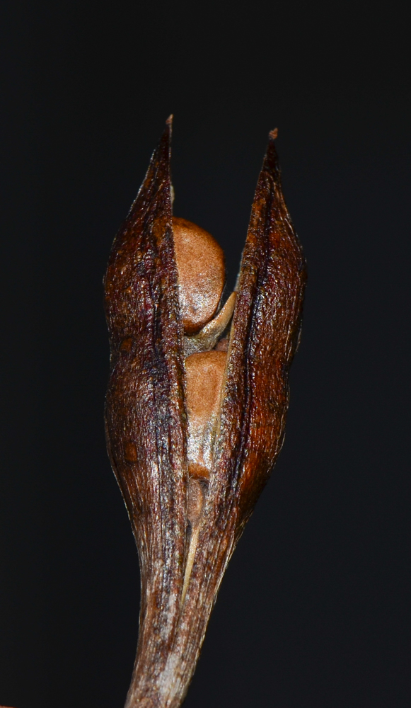 Изображение особи Ruttya fruticosa.