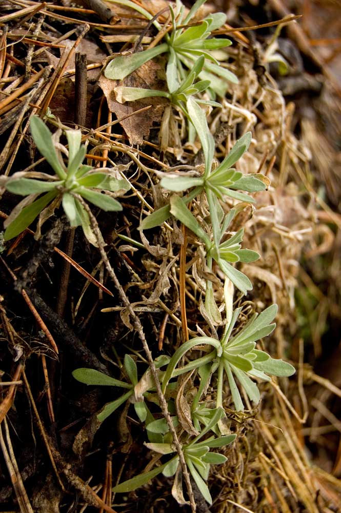 Изображение особи Schivereckia podolica.