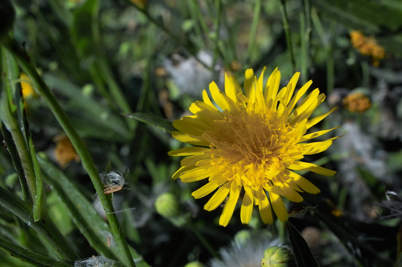 Изображение особи Sonchus arvensis.