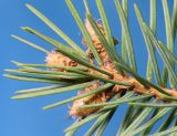 Picea pungens f. glauca