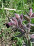 Nonea rossica