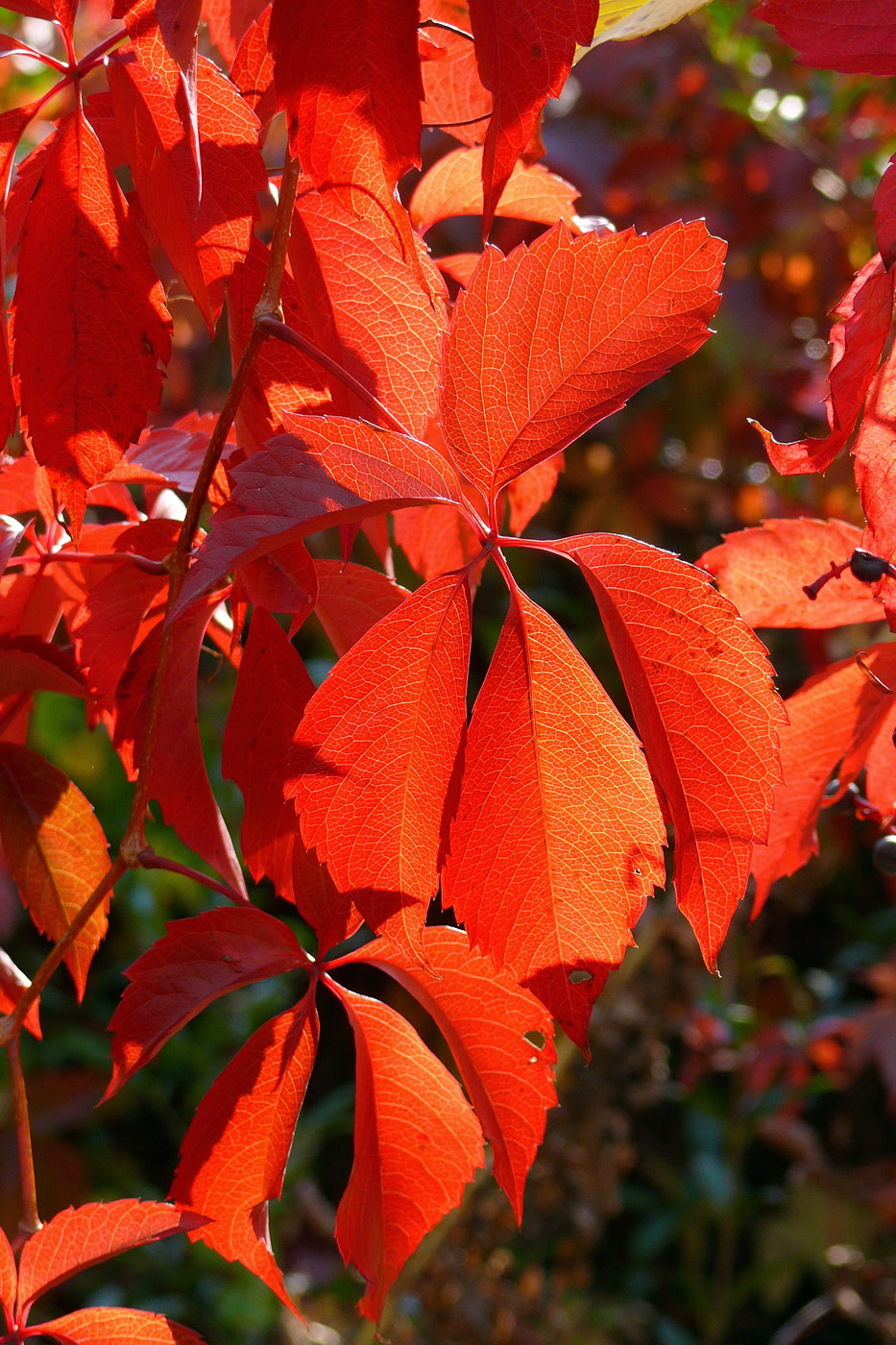 Изображение особи Parthenocissus quinquefolia.