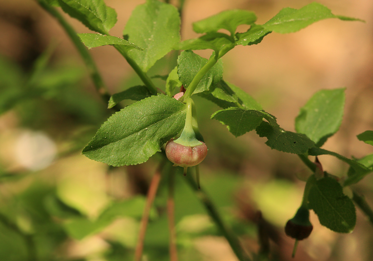 Изображение особи Vaccinium myrtillus.