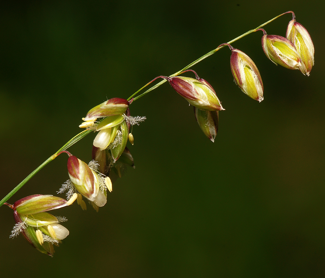 Image of Melica nutans specimen.