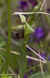 Ophrys mammosa. Верхушка побега с цветком и бутонами. Греция, Пелопоннес, окр. пос. Кентро, дамба вдхр. Пиньос. 19.03.2015.