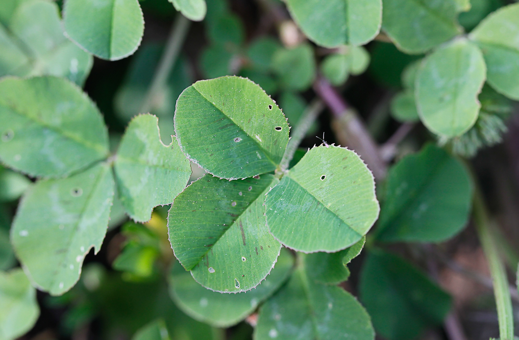 Image of Trifolium repens specimen.