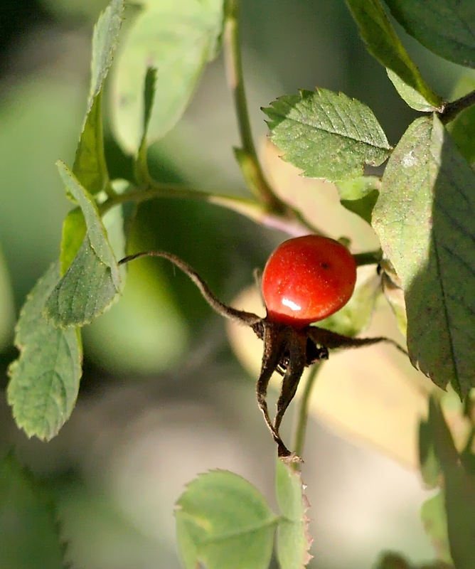 Image of genus Rosa specimen.