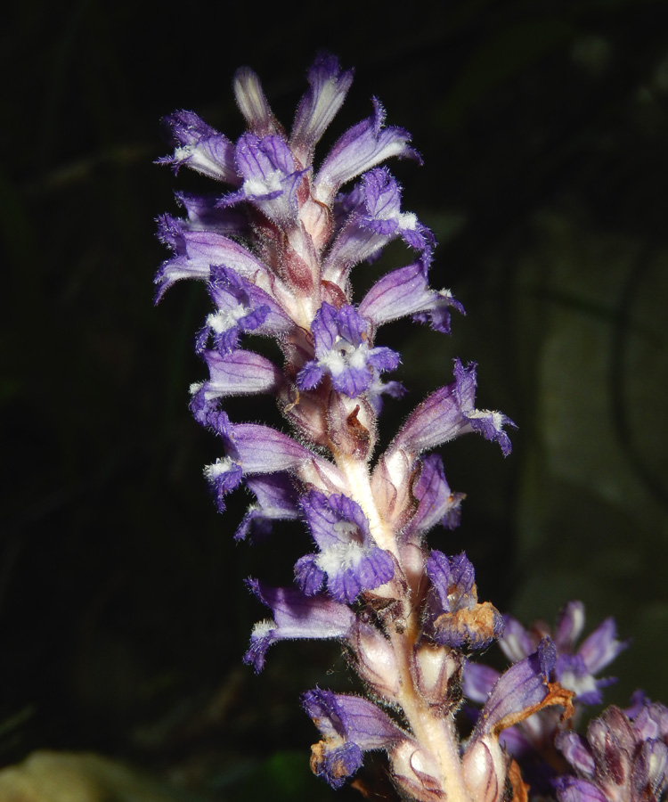 Image of Phelipanche mutelii specimen.