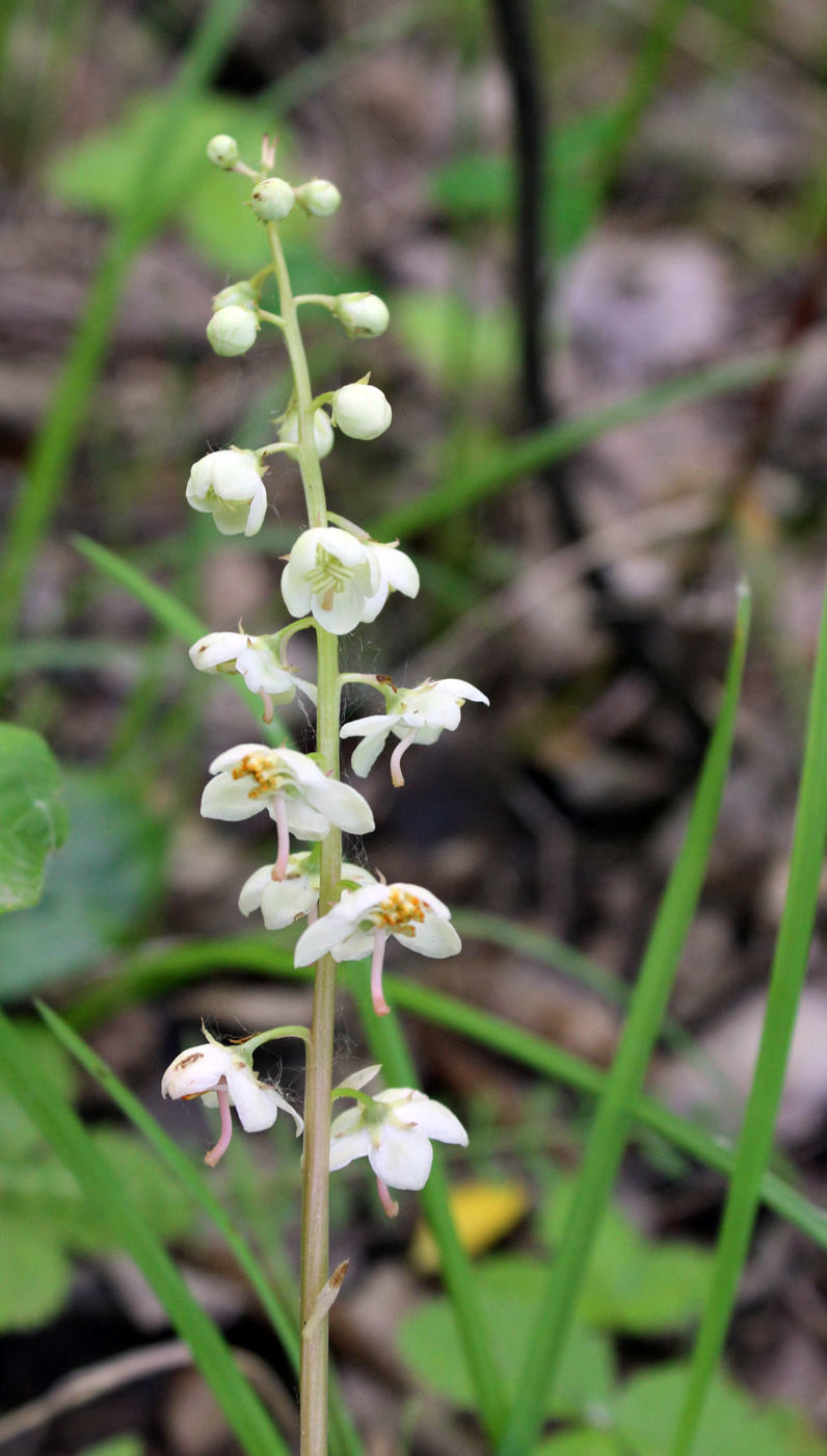 Image of Pyrola rotundifolia specimen.