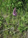 Dactylorhiza psychrophila