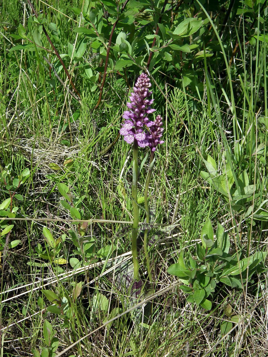 Image of Dactylorhiza psychrophila specimen.