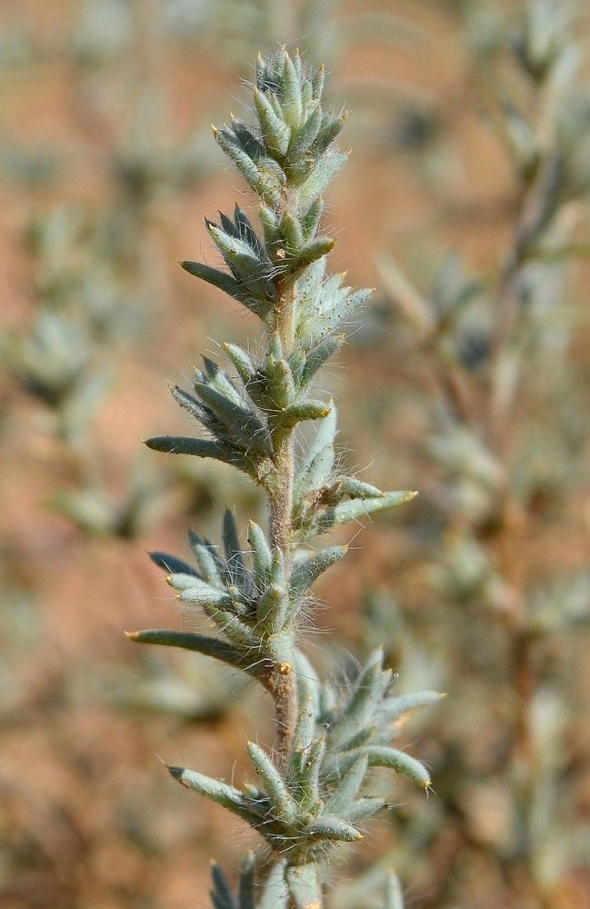 Image of Pyankovia brachiata specimen.