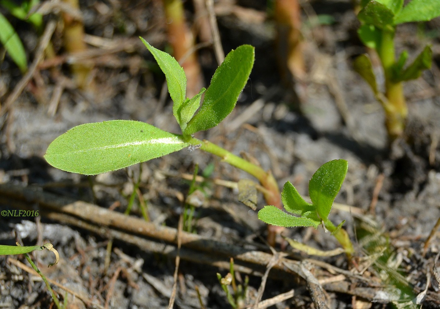 Изображение особи Sphaeranthus strobilifer.