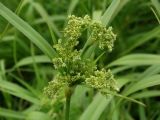 genus Scirpus. Соцветие. Приморье, Находкинский городской округ, окр. пос. Ливадия, у ручья. 04.07.2016.