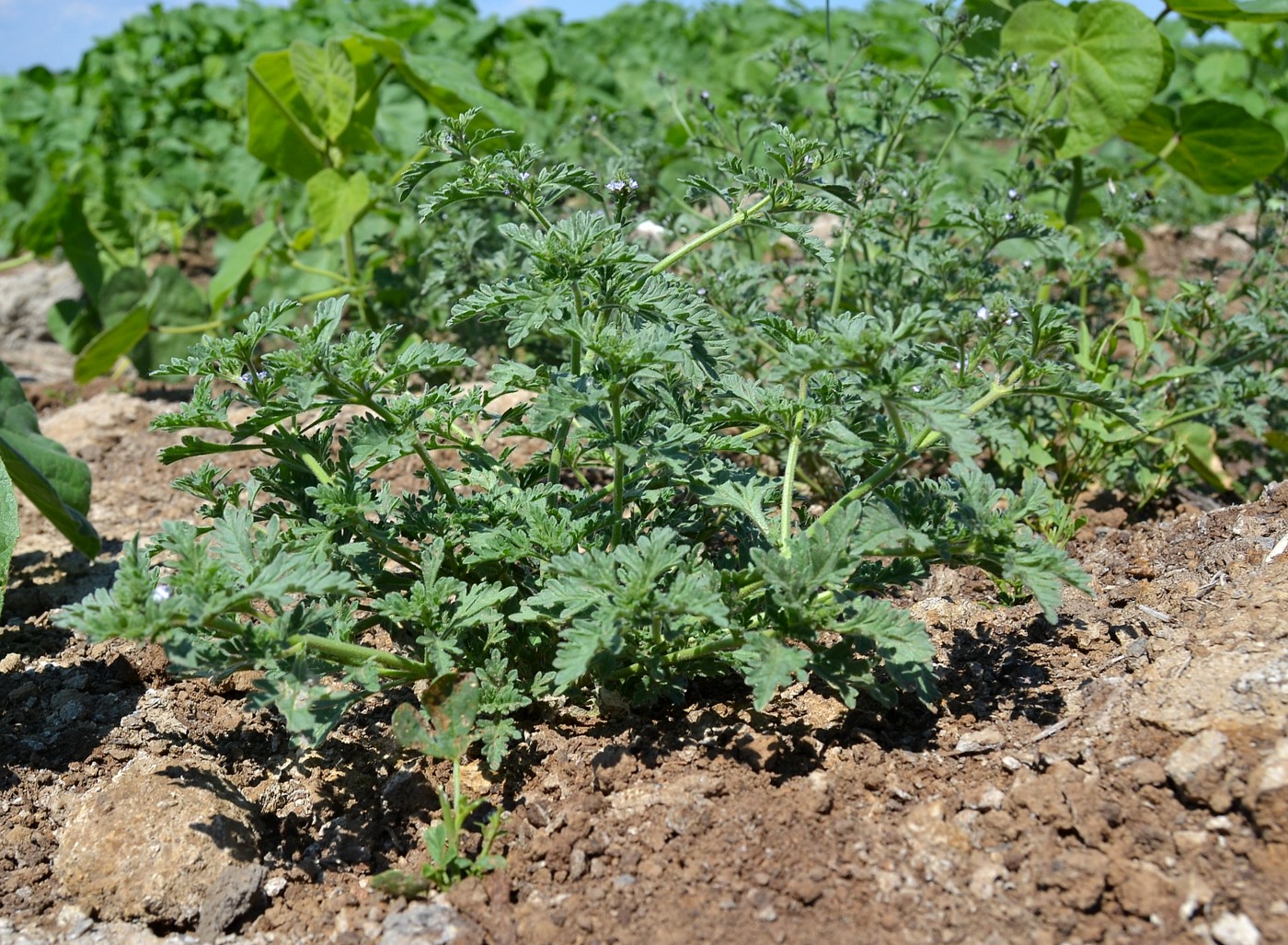 Изображение особи Verbena officinalis.