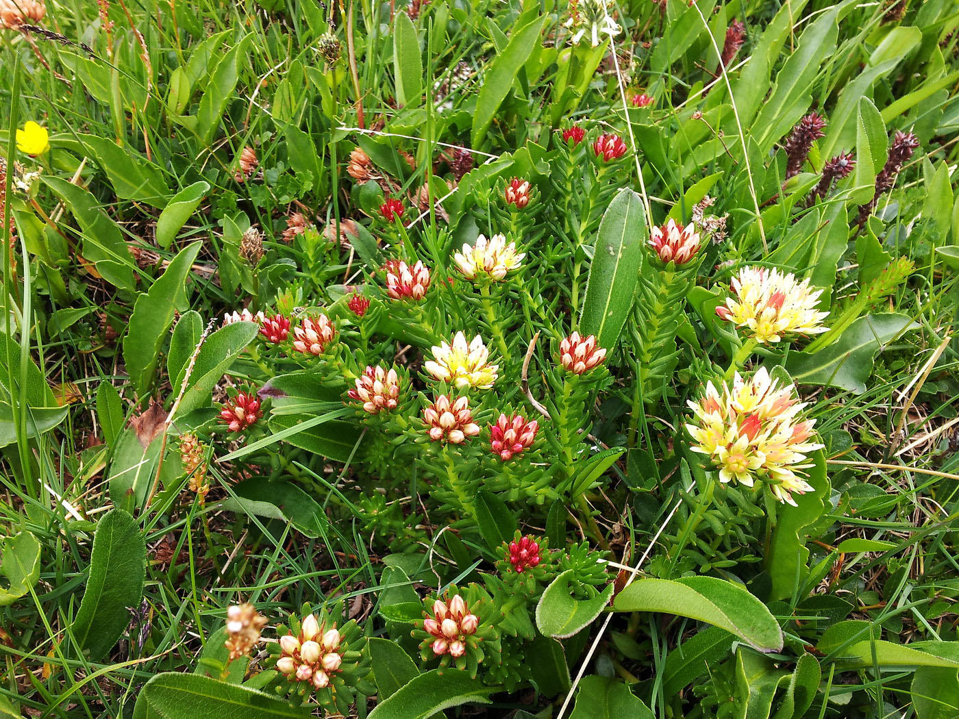 Изображение особи Rhodiola algida.