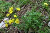 Ranunculus rubrocalyx. Цветущее растение на каменистом склоне близ тающего снежника. Узбекистан, Ташкентская обл., зап. отроги Чаткальского хр., гора Бол. Чимган, верховье Аксая. 30.07.2016.