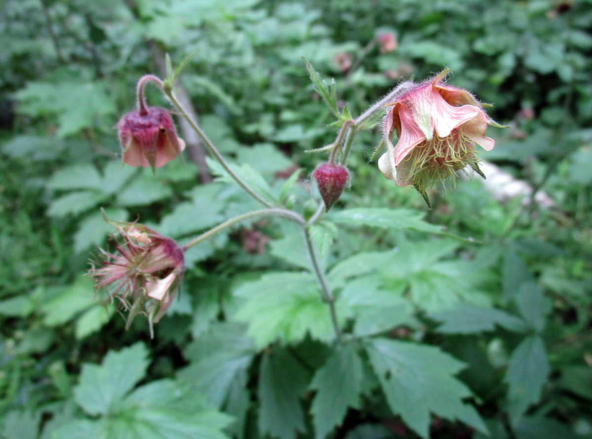 Image of Geum rivale specimen.