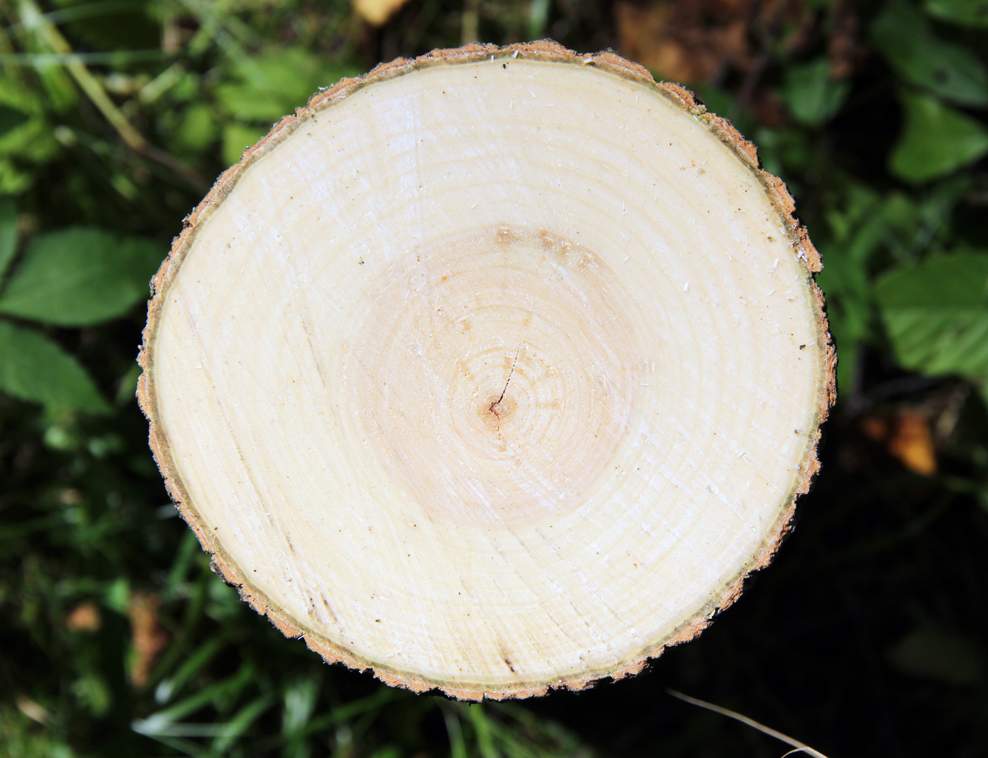 Изображение особи Populus tremula.