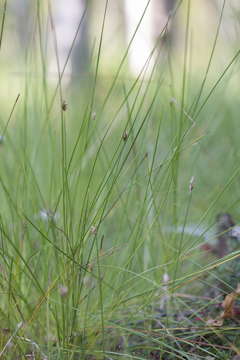 Изображение особи Carex chordorrhiza.