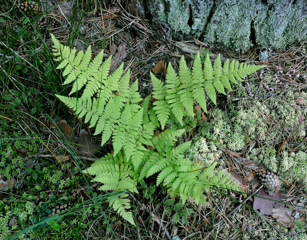 Изображение особи Dryopteris carthusiana.